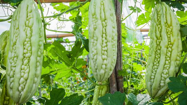 o4YBAGkv3vWACTz3AADndGBjERA887